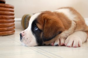 очаровательный щенок сенбернара