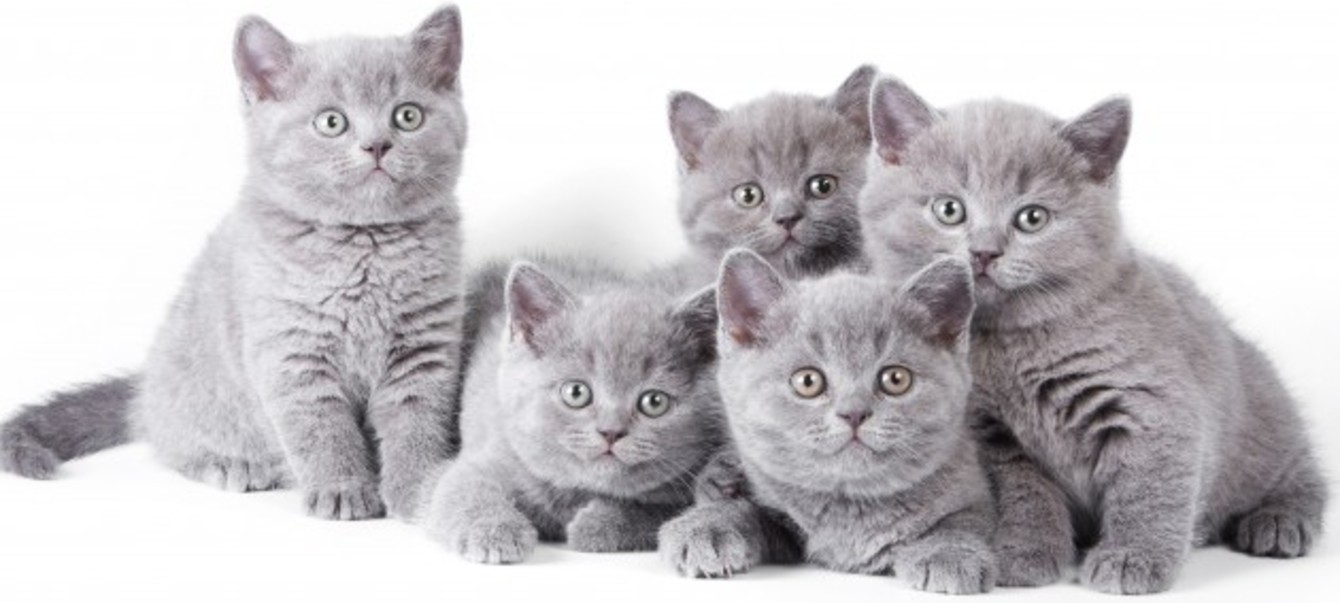 Список лучших кличек для Британских котов и кошек и их значение: как назвать домашнего питомца оригинально?