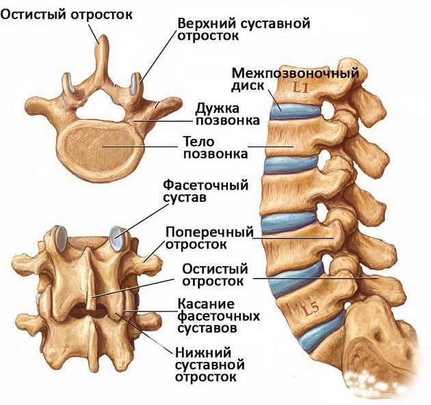 Строение позвоночника