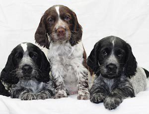 Порода русский кокер спаниель: характеристика игривого и выносливого питомца