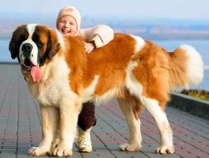 сенбернар и ребенок