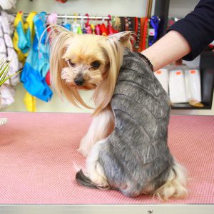 Подробная инструкция как самой подстричь Йорка в домашних условиях: фото причесок