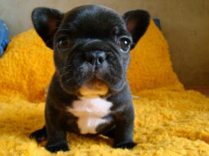 милый щенок бульдога