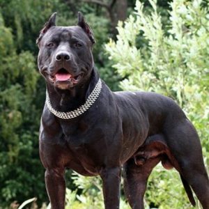 Разнообразие допустимых генетических окрасов питбуля: редкие и часто встречающиеся