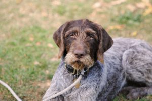 Охотничья, энергичная, рабочая собака дратхаар: особенности характера