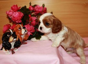 Миниатюрная охотничья порода карликовый кокер спаниель: особенности характера питомца