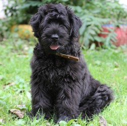 характеристики собаки