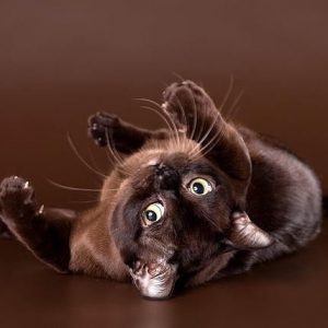 Одна из самых умных и долголетних пород котят Бурма: сколько стоит питомец и как ухаживать?