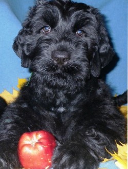 чем кормить