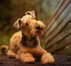 Умная и обаятельная охотничья собака Эрдельтерьер: описание породы