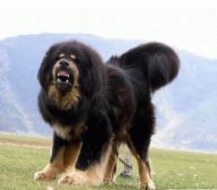 dogу-tibet