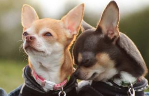 Болезни собак чихуахуа: симптомы и лечение