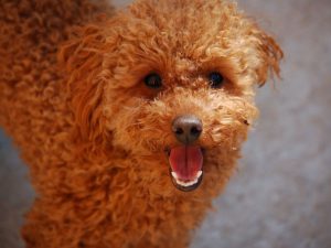 Добрый и ласковый той-пудель: характеристика декоративного питомца