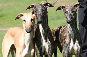 Порода испанский гальго: охотник, аристократ, надежный друг