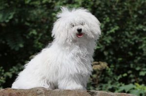 Итальянская болонка болоньез: рекомендации по содержанию хрупкой и нежной питомицы