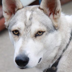 Отличия и характеристика породы помеси Овчарки и Хаски: описание и советы по уходу за метисом