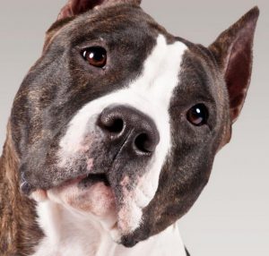 Невероятно сильная и ласковая порода собак Стаффордширский Терьер: характер и воспитание