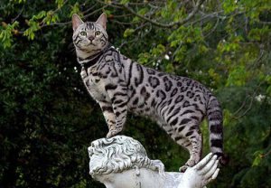 Экзотическая бенгальская кошка с леопардовой расцветкой: внешний вид и характер