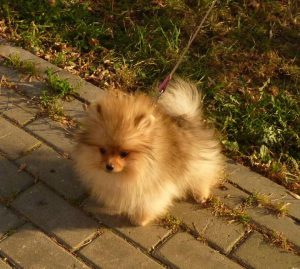 Первые симптомы наступления течки у Шпицев: периодичность и меры помощи