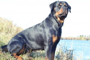 Собака ротвейлер: как содержать питомца крупного размера