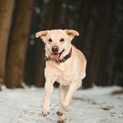 Уход за собакой