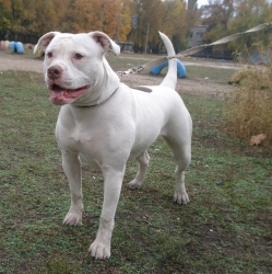 американского бульдог характер