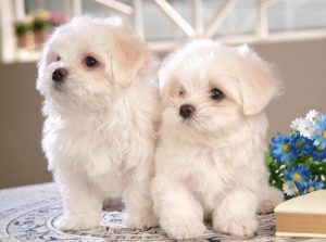 Благородная мальтезе с ниспадающей шерстью: характеристика породы