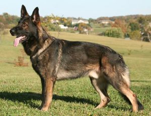 Виды и разновидности овчарок