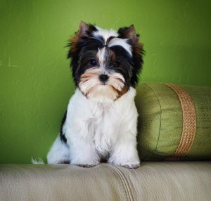 Длинношерстная комнатная собачка Бивер Йоркширский терьер: описание породы и отзывы владельцев