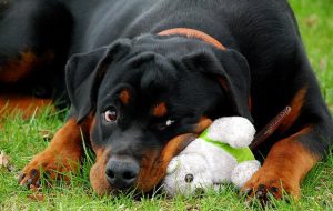 ротвейлер с игрушкой