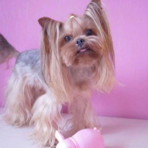 Подробная инструкция как самой подстричь Йорка в домашних условиях: фото причесок