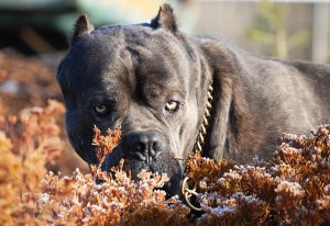 кане-корсо морда