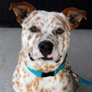 Разнообразие допустимых генетических окрасов питбуля: редкие и часто встречающиеся