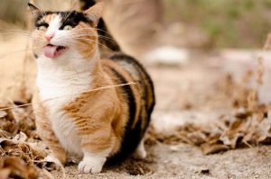 Манчкин: экзотическая порода кошек с короткими лапками