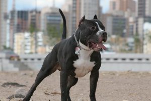 питбультерьер внеший вид