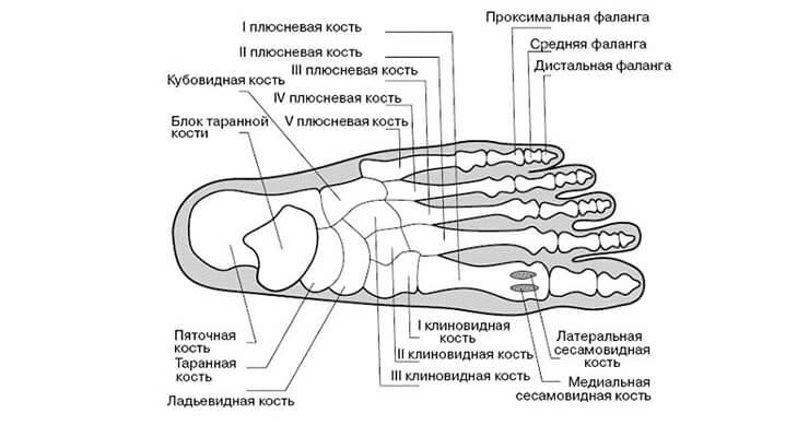 Кости Кости
