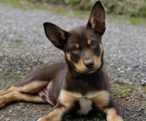 Пастушья собака австралийская келпи: интересный питомец с развитым интеллектом