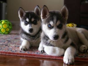 Характеристика хаски: продолжительность жизни при правильном содержании