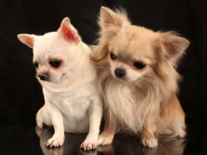 Все о породе маленьких собачек чихуахуа: достоинства и недостатки