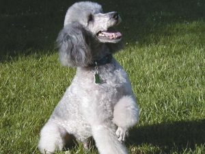 Цирковой аристократ карликовый пудель: характеристика породы