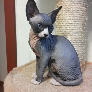 Уникальная и очень редкая порода кошек Велюровый Сфинкс: описание и характер