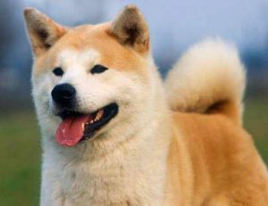 Уравновешенная и любопытная японская лайка: происхождение и характер