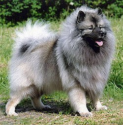 keeshond-shpic