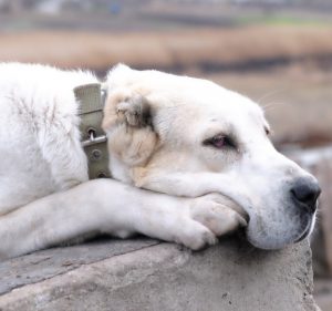Превосходный охранник и член семьи Среднеазиатская овчарка (Алабай): характеристика породы