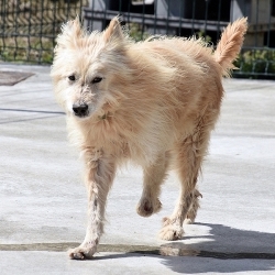 Здоровье питомца