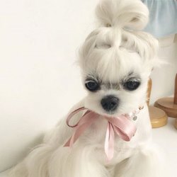 История породы болонка