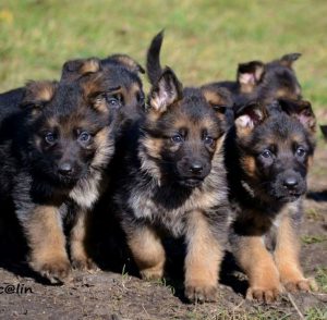 Обзор самых выдающихся окрасов Немецкой овчарки: зонарный, чепрачный и рыжий