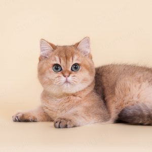 Ответ на самый популярный вопрос любителей Британских кошек сколько они живут в домашних условиях?