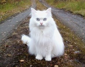 Все о белых котах альбиносах животных с генетическим сбоем