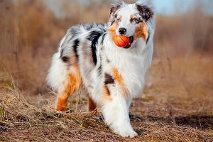 австралийская овчарка с мячом